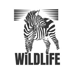 Fototapeta na wymiar Hand drawn zebra with wildlife text isolated on a white backgrounds.