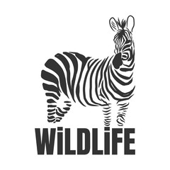 Obraz na płótnie Canvas Hand drawn zebra with wildlife text isolated on a white backgrounds.