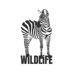 Hand drawn zebra with wildlife text isolated on a white backgrounds.