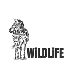 Hand drawn zebra with wildlife text isolated on a white backgrounds. Design element. Vector illustration, Creative idea of a wild animal icon. © Taawon