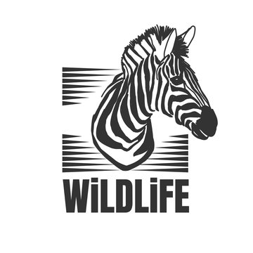 Hand drawn zebra with wildlife text isolated on a white backgrounds.