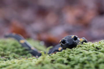 The Fire salamander (Salamandra salamandra)