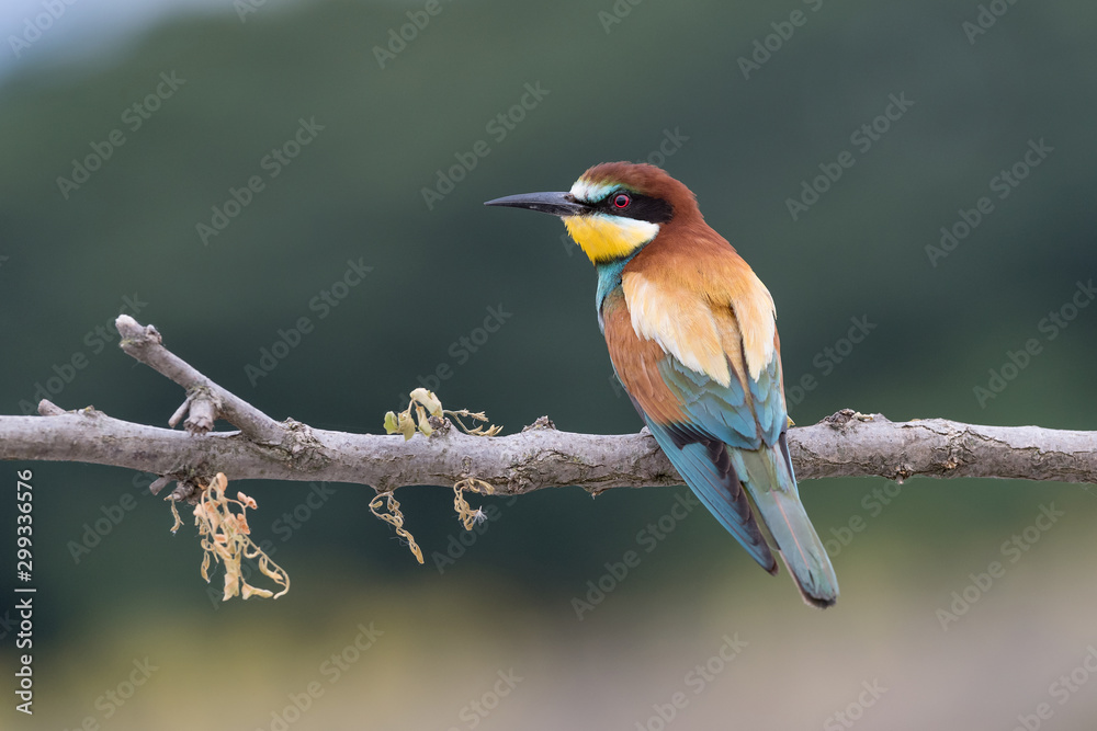 Wall mural a wonderful tropical bird, the bee eater (merops apiaster)