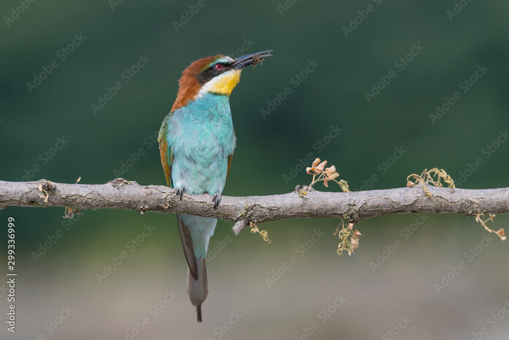 Wall mural a wonderful tropical bird, the bee eater (merops apiaster)