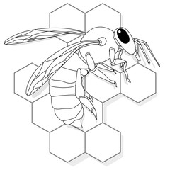 Vector illustration of honey bee on white background. Coloring image