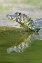 Yacare caiman (Caiman crocodylus yacare) portrait, Pantanal, Mato Grosso, Brazil