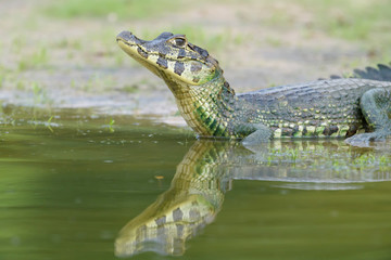 Yacare caiman (Caiman crocodylus yacare) portrait, Pantanal, Mato Grosso, Brazil