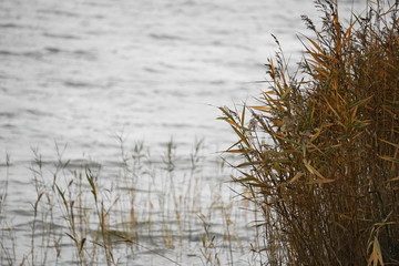 Schilfkante am Saaler Bodden im Herbst