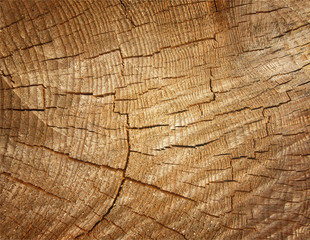 Fototapeta premium Brown background large circular piece of wood cross section with tree ring texture pattern and cracks. Backdrop detailed organic nature surface