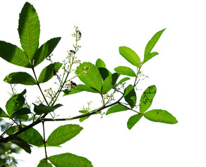 green tree branch isolated on white background