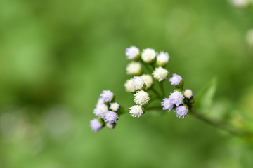 The young leaves in the rainforest	