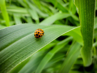 ladybug in plant