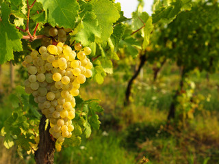 Green grapes on a vineseasonal food concept. Vineyards at sunset in autumn harvest. Ripe grapes in fall. Grape harvest. Blue grapes in a vineyard at sunrise with leaf .