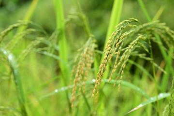 Close-Up Of Plant Growing On Field
