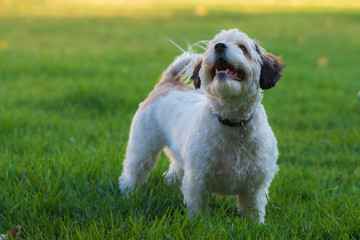 cavachon puppy