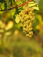 Green grapes on a vineseasonal food concept. Vineyards at sunset in autumn harvest. Ripe grapes in fall. Grape harvest. Blue grapes in a vineyard at sunrise with leaf .