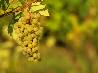 Green grapes on a vineseasonal food concept. Vineyards at sunset in autumn harvest. Ripe grapes in fall. Grape harvest. Blue grapes in a vineyard at sunrise with leaf .