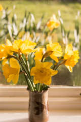 bouquet of daffodils in vase on a window sill. Wales.