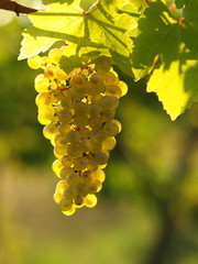 Green grapes on a vineseasonal food concept. Vineyards at sunset in autumn harvest. Ripe grapes in fall. Grape harvest. Blue grapes in a vineyard at sunrise with leaf .