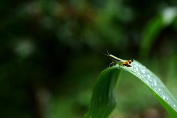 Close-Up Of Raindrops On Green Leaves During Rainy Season