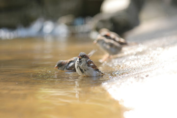 sparrow bathes in a puddle