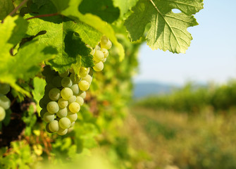 Green grapes on a vineseasonal food concept. Vineyards at sunset in autumn harvest. Ripe grapes in fall. Grape harvest. Blue grapes in a vineyard at sunrise with leaf .