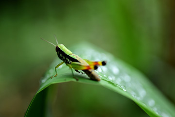 Close-Up Of Raindrops On Green Leaves During Rainy Season