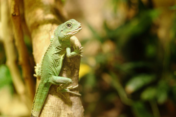 little green iguana sits on a branch