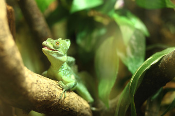 little green iguana sits on a branch