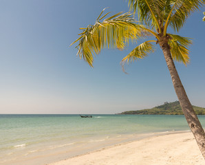 Fototapeta na wymiar palm tree on the beach in Thailand. 