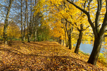 Obraz premium Country track through an autumn forest