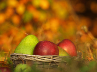 Harvest of red apples and green pear in a wicker basket and in autumn leaves. Ripe organic apple with stem in autumn garden grass. Fresh home made bio season fruit in nature on a sunny background