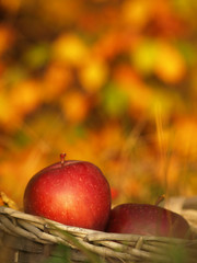 Harvest of red apples in a wicker basket and in autumn leaves. Ripe organic apple with stem in autumn garden grass. Fresh home made bio season fruit in nature on a sunny background