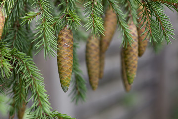 Fir cones hang from the branches of an evergreen tree. selective focus