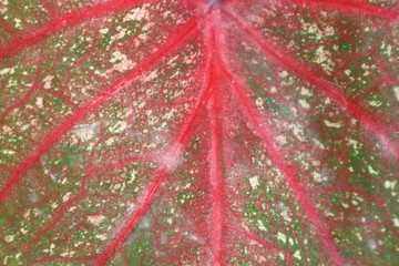 Fototapeta na wymiar Beautiful colorful leaves