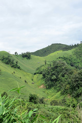 Green corn field, blue sky on summer day. Corn Field. Green field with young corn