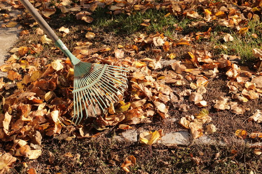 Cleaning of dry leaves. Autumn leaf fall. 