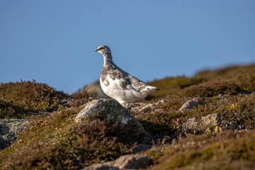 Ptarmigan, Lagopus muta, hiding/walking on a mountain slope in Scotland , cairngorms national park, during a sunny autumn day in October.