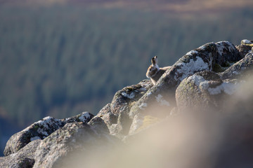 Mountain hare, Lepus timidus, on a frosty colourful autumn day in October, on a slope in the cairngorm national park Scotland, cleaning its self and watching.