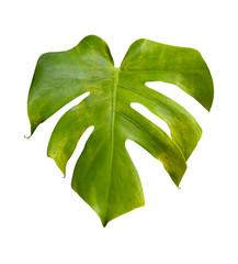 One tropical jungle monstera leaf isolated on white background. Flat lay style.