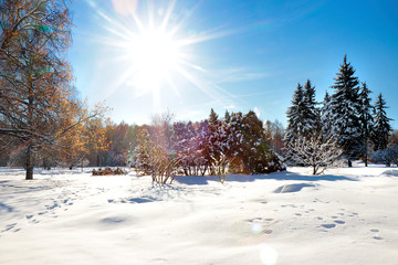Winter landscape in the park with trees, trees and bushes in sunny weather.