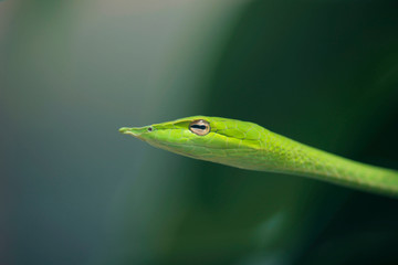 Rough Green Snake on Green Background.
