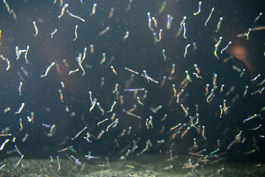 白魚