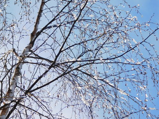 branches of tree against blue sky