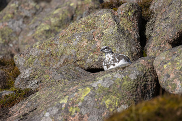 Ptarmigan, Lagopus muta, hiding/walking on a mountain slope in Scotland , cairngorms national park, during a sunny autumn day in October.