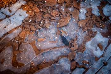 frozen puddle in the forest with leaves