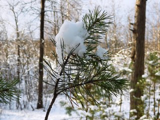 snow covered tree