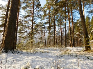 forest in winter