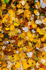 Colorful autumn carpet of leaves. Yellow and white colors.