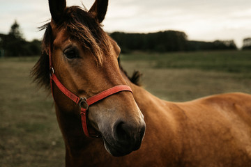 Pferd auf der Wiese im Gegenlicht © Jonas